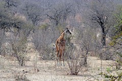 Maasai giraffes are very common in Ruaha
