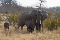 Two mother elephants and their babies feeding in the late afternoon