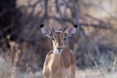 A young impala buck watching us