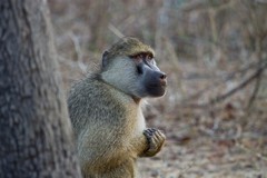 The olive baboon definately seemed anxious about something
