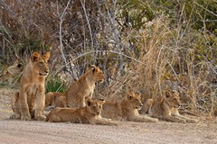 These half grown lion cubs were intent on some elephants feeding nearby