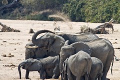 Elephant family digging water wells in the sand river bed of the Mwagusi