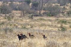 Southern ground hornbills are the size of turkeys and they can fly too
