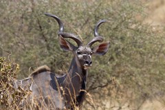 Hemingway's grey ghost - a magnificent greater kudu browsing in the bush