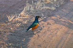 A superb starling stood around looking - well, superb!