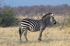 The zebra posed for his photo. The Swahili name is "punda milia" meaning stripey donkey
