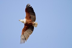 The fish eagle's call is known as the 'voice of Africa'