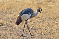 The strikingly coloured grey crowned crane
