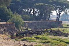 Gallery forest at the side of the Ruaha river