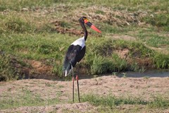 Saddle-billed stork standing on the bank of the Great Ruaha river