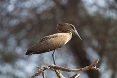 The Hammerkop was a common bird along the Great Ruaha river