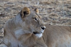 A beautiful Lioness relaxing
