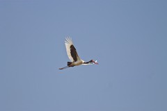 Saddle-billed stork in flight