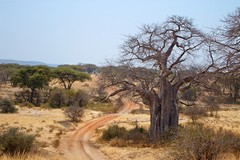 Ruaha is renowned as one of the best places in Africa to see baobabs
