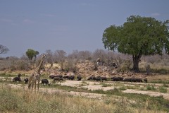 Giraffe and buffalos on the sand river