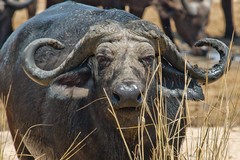 This was the herd leader. There were about seven hundred buffalos coming for a drink in the Mwagusi river