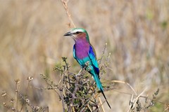 One of the most beautiful birds in the World, the lilac-breasted roller. They were very common throughout the Park