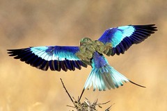 The stunning coloured wings of the lilac-breasted roller caught as it is about to land