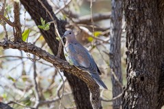 I think the laughing dove is the prettiest species