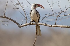 Ruaha red-billed hornbill