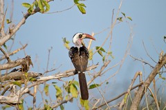 Ruaha red-billed hornbills are a recently discovered subspecies and are strikingly attractive residents of the National Park