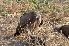 A white-backed vulture picking over the last remains of a kill. A hooded vulture looks on