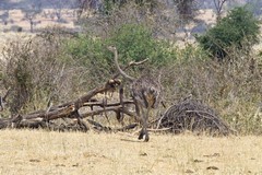A lone female ostrich
