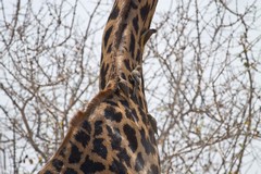 Red-billed oxpeckers at work on a giraffe's neck