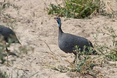 Guineafowl were common all over the Park but were also quite wary and so made difficult subjects to photograph