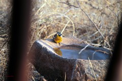 African Golden Breasted  Bunting