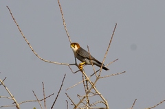 The rufous red crown and nape, and black and white barring identified this bird as a red-necked falcon