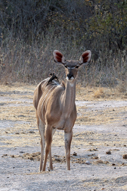 Greater kudu cow in Ruaha