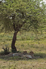 These cheetahs are taking advantage of the shade cast by the acacia in the open plain of the Serengeti