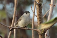 Blackcap