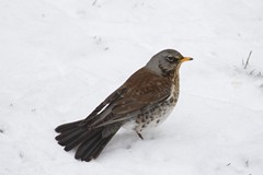 Fieldfare