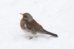 Fieldfare