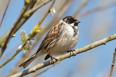 Reed bunting