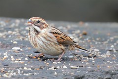 Reed bunting