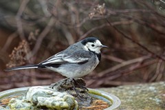 Pied wagtail