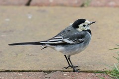 Pied wagtail