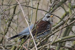 Fieldfare