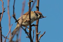 Tree sparrow