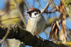 Tree sparrow