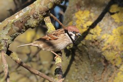 Tree sparrow