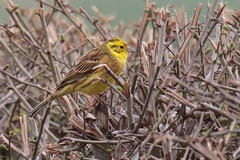 Yellowhammer