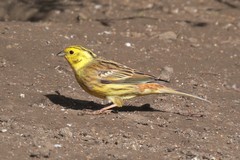 Yellowhammer