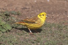 Yellowhammer