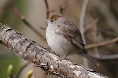 Blackcap