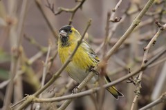 Siskin