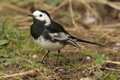 Pied wagtail